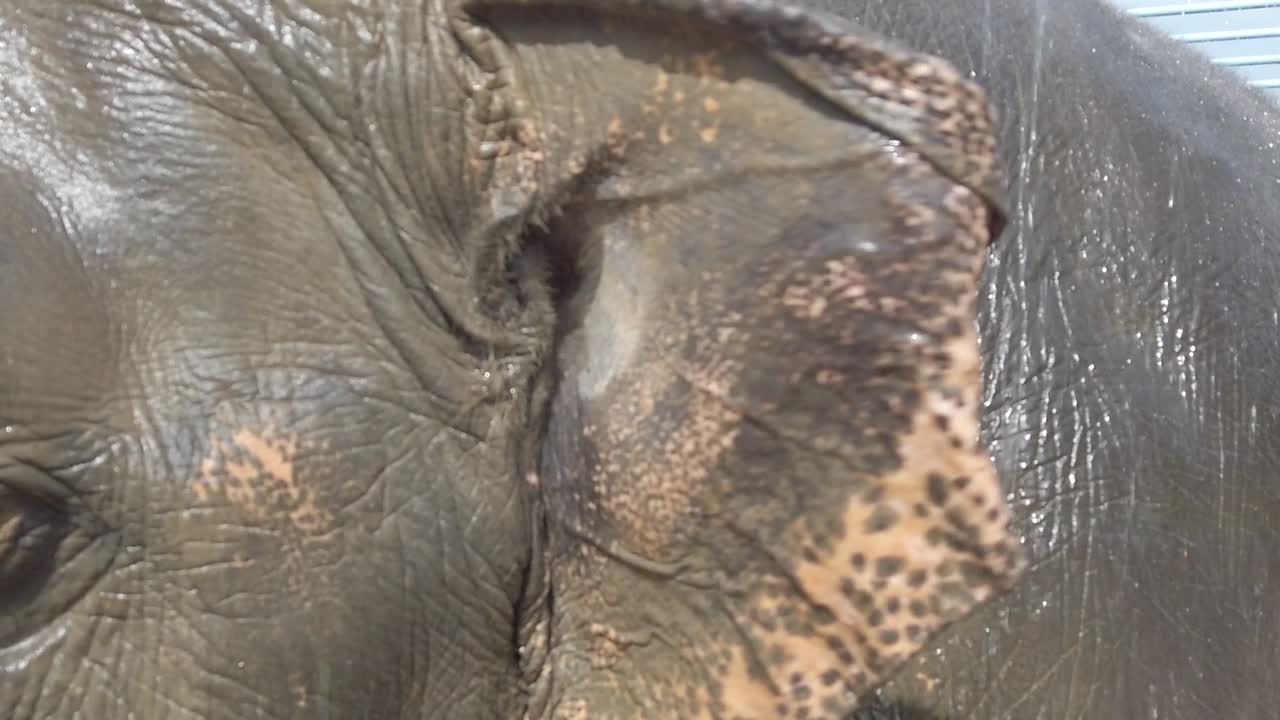 primer plano mientras el agua llueve sobre un elefante en cámara lenta