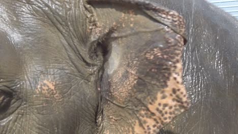 close-up as water rains down on an elephants back in slow motion