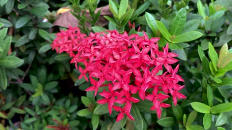 cerca de flores rojas con hojas verdes en segundo plano.