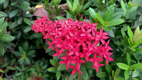 close up of red flowers with green leaves in background