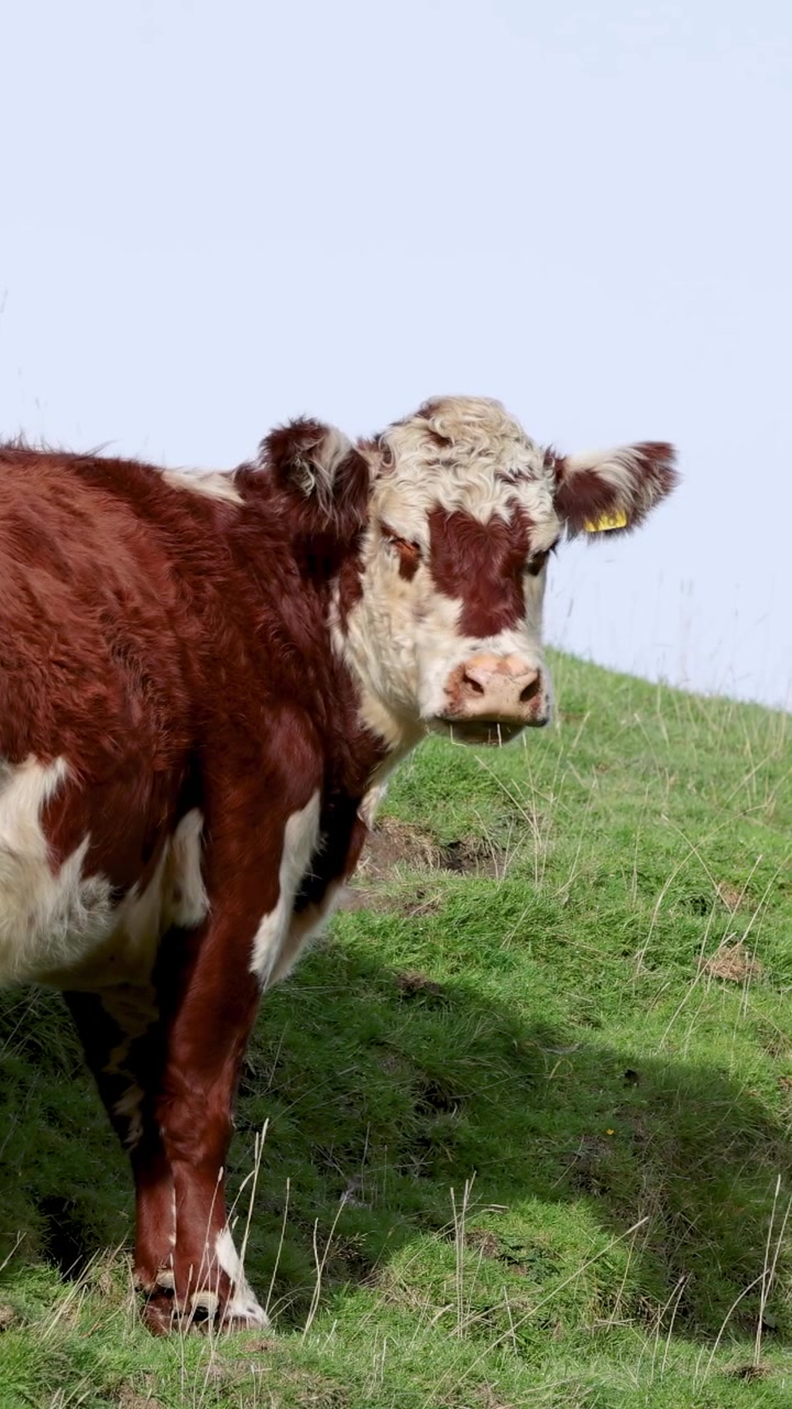 Hereford-lehmä seisoo ruohoisella kukkulalla kirkkaassa päivänvalossa kuvastaen seesteistä maaseutuelämää.