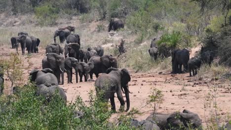 Plano-General-De-Una-Gran-Manada-De-Elefantes-De-Pie-En-El-Lecho-Seco-Del-Río,-Parque-Nacional-Kruger