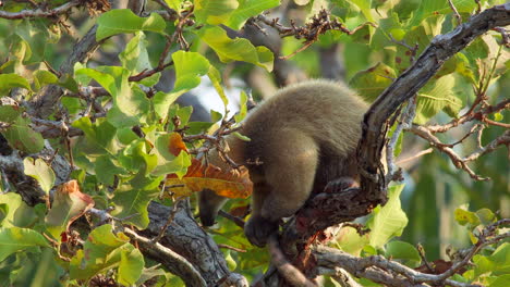 tamandua anteater baby resting in tree in rainforest edge in tropical grass savanna in barba azul nature reserve