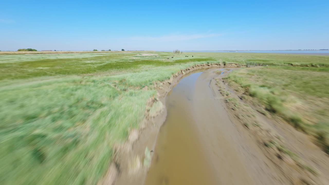 fpv drone disparó rastreando un río estrecho fangoso y dando vueltas alrededor de las vacas en un parque natural en un hermoso día de verano
