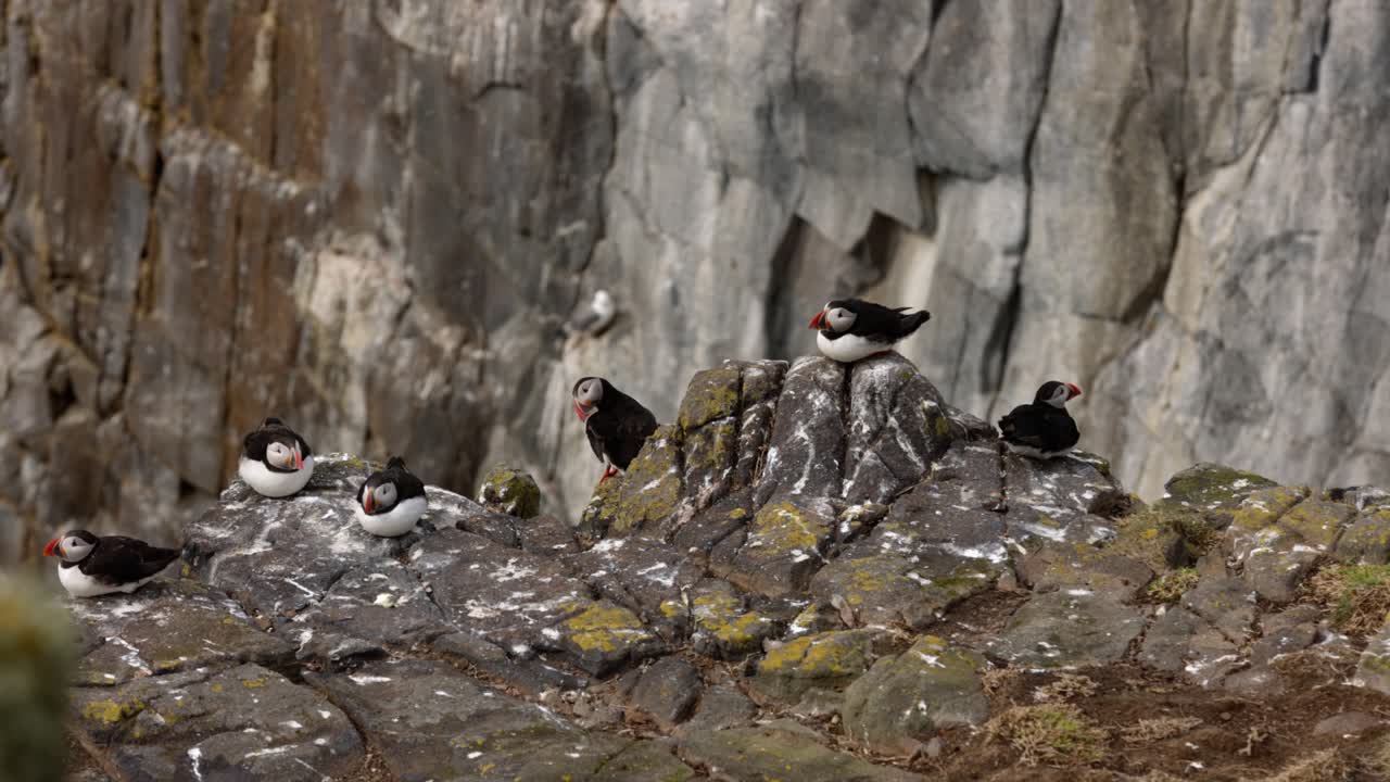 puffins walking around the cliff ready to fly away at the Isle of May