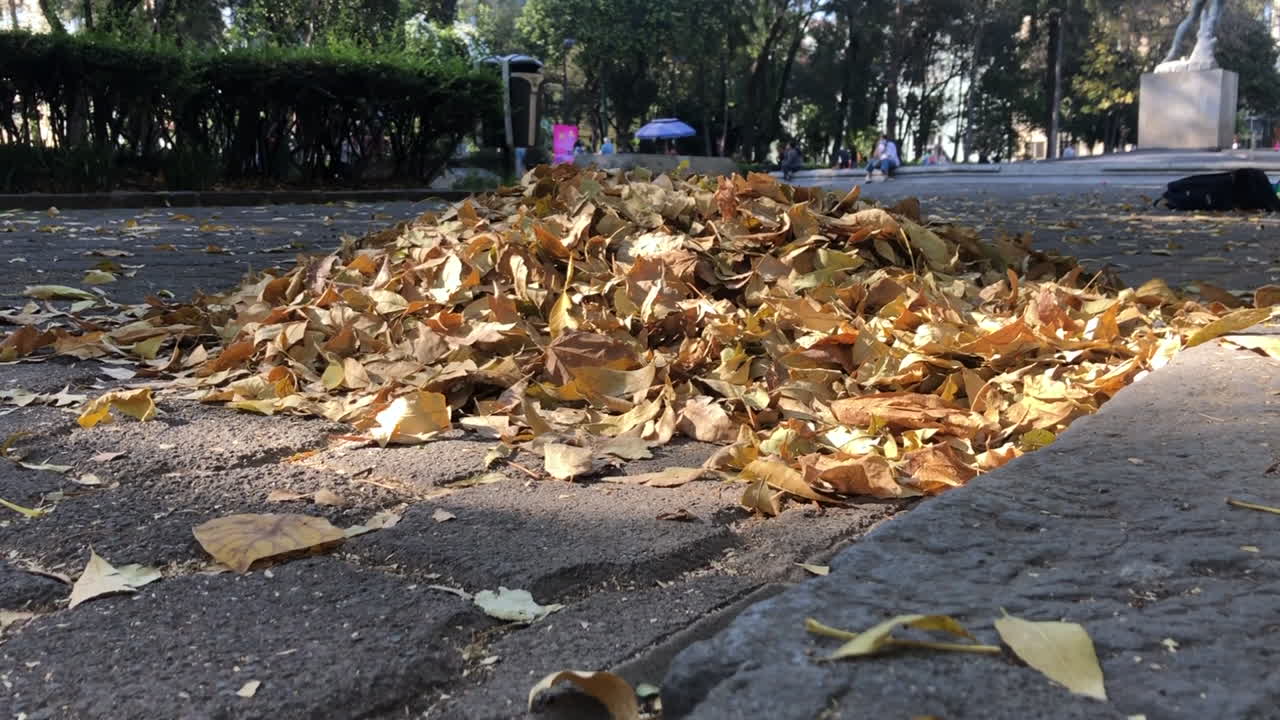 A pile of golden brown dry leaves sit on the pavement path during fall, autumn in Mexico City.