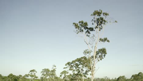 Panoramic-view-of-treetop-in-Suriname-remote-rainforest,-cinematic