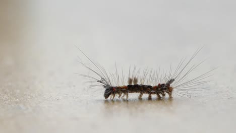 Orgyia-antiqua---rusty-tussock-moth-or-vapourer-on-white-surface