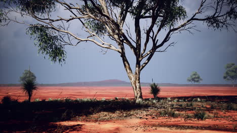 Afrikanische-Savannenlandschaft-Mit-Akazienbäumen