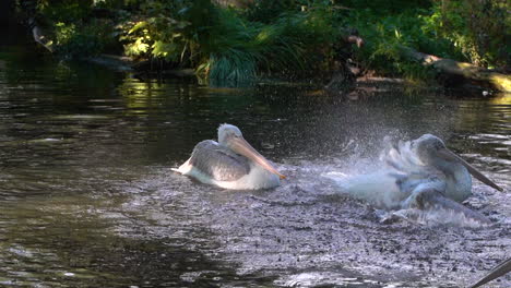 Pelicans-splashing-in-water-in-slow-motion