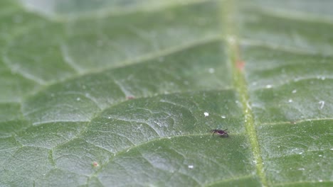 una pequeña garrapata en una hoja verde ancha gira lentamente en busca de un huésped para chupar sangre - un insecto parásito en su hábitat natural