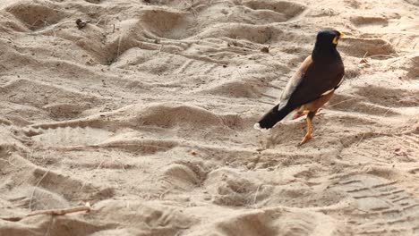 bird strolls along, leaving footprints in sand