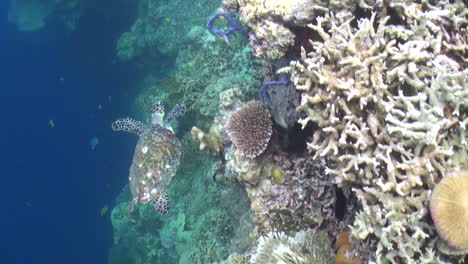 hawksbill turtle swims over healthy coral reef covered with hard and soft corals