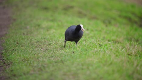 Eurasian-coot-bird-grazing-in-grass,-pecking-ground-for-food-with-beak