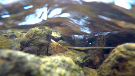fotografía submarina de un arroyo de montaña en colorado