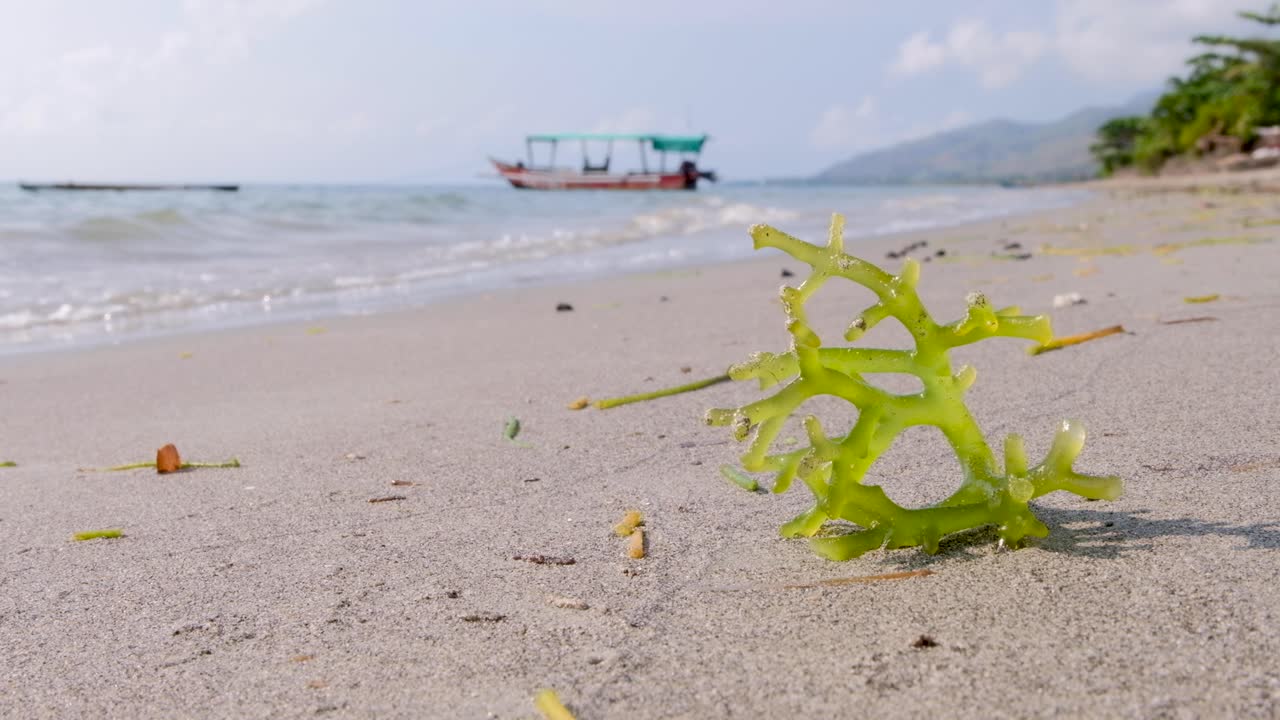 동남아시아를 배경으로 바다와 전통 어선이 있는 아시아 해조류 농장의 건강하고 영양가 있고 녹색이며 먹을 수 있고 지속 가능한 해초