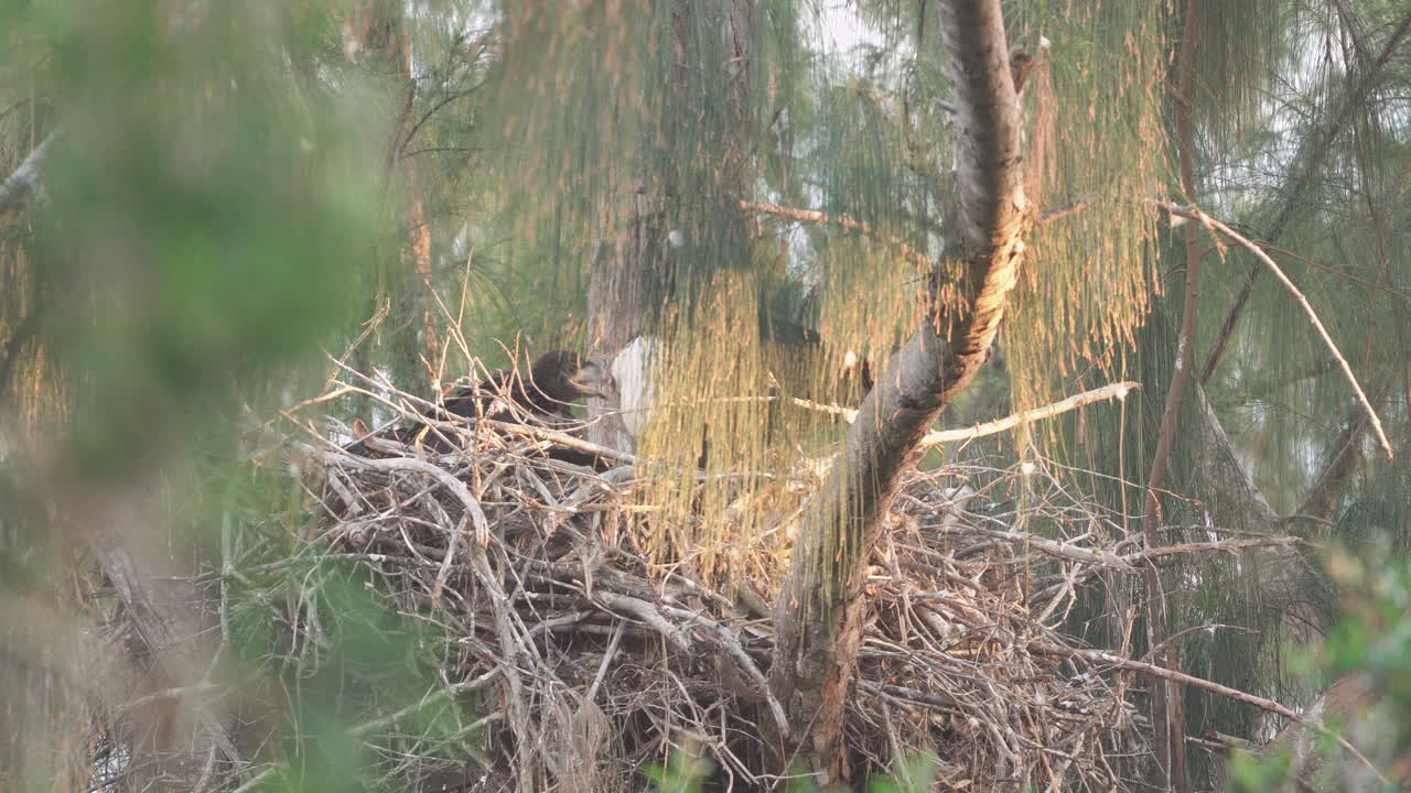 águila calva alimentando pollitos en el nido en la rama de un árbol 2