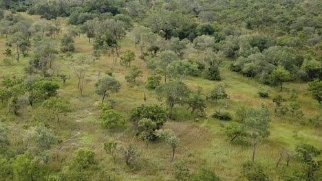 aerial shot of the group of giraffes run through the african savannah and feed on an overcast day