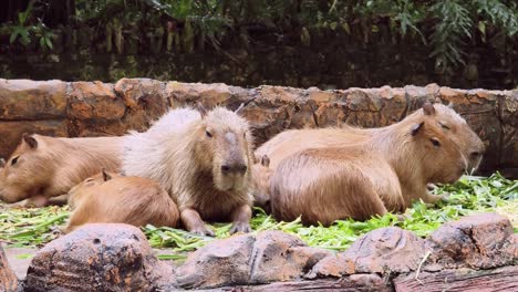 capíbaras relajándose en un zoológico
