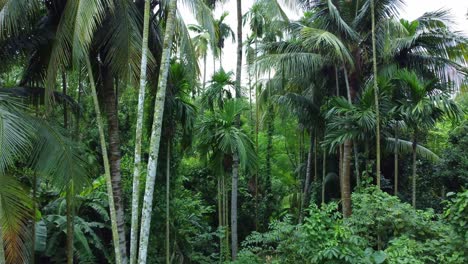 Entry-into-the-jungle-through-motion-shot