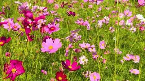 a lush display of pink and white cosmos flowers swaying gently amidst green foliage.