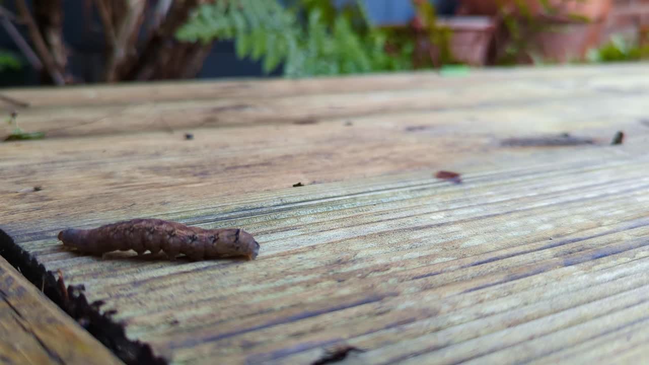 Bruco che striscia lentamente su una pedana di legno in un giardino