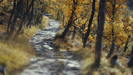 Ein-Schmaler-Felsiger-Pfad-Führt-Durch-Den-Herbstlichen-Birkenhain