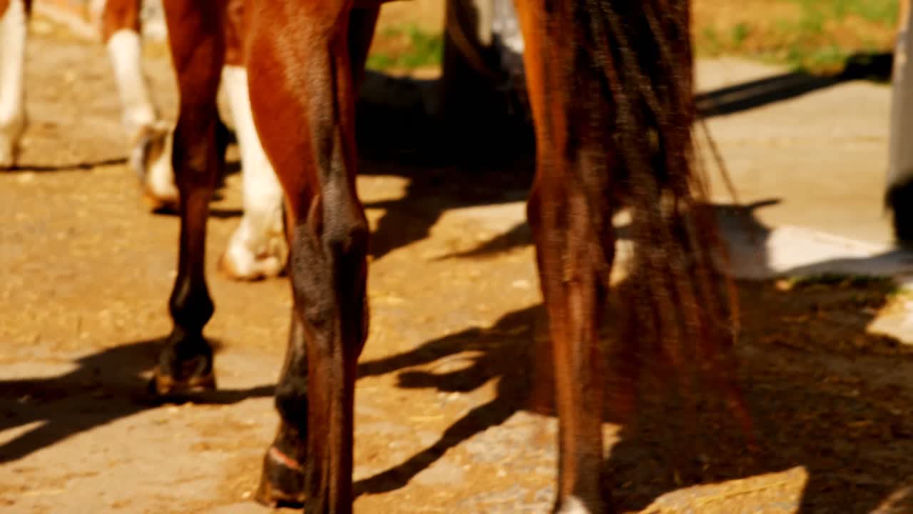 caballos caminando en el rancho 4k
