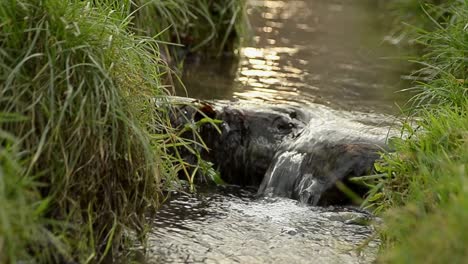 sunlit countryside stream