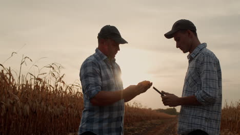 Two-farmers-work-in-the-field-study-corn-communicate