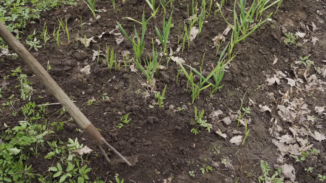 Primo piano di un giardiniere che prepara il terreno con una zappa per la coltivazione di cipolle verdi