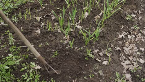 close up shot of a gardener preparing the soil with a hoe at green onion crop