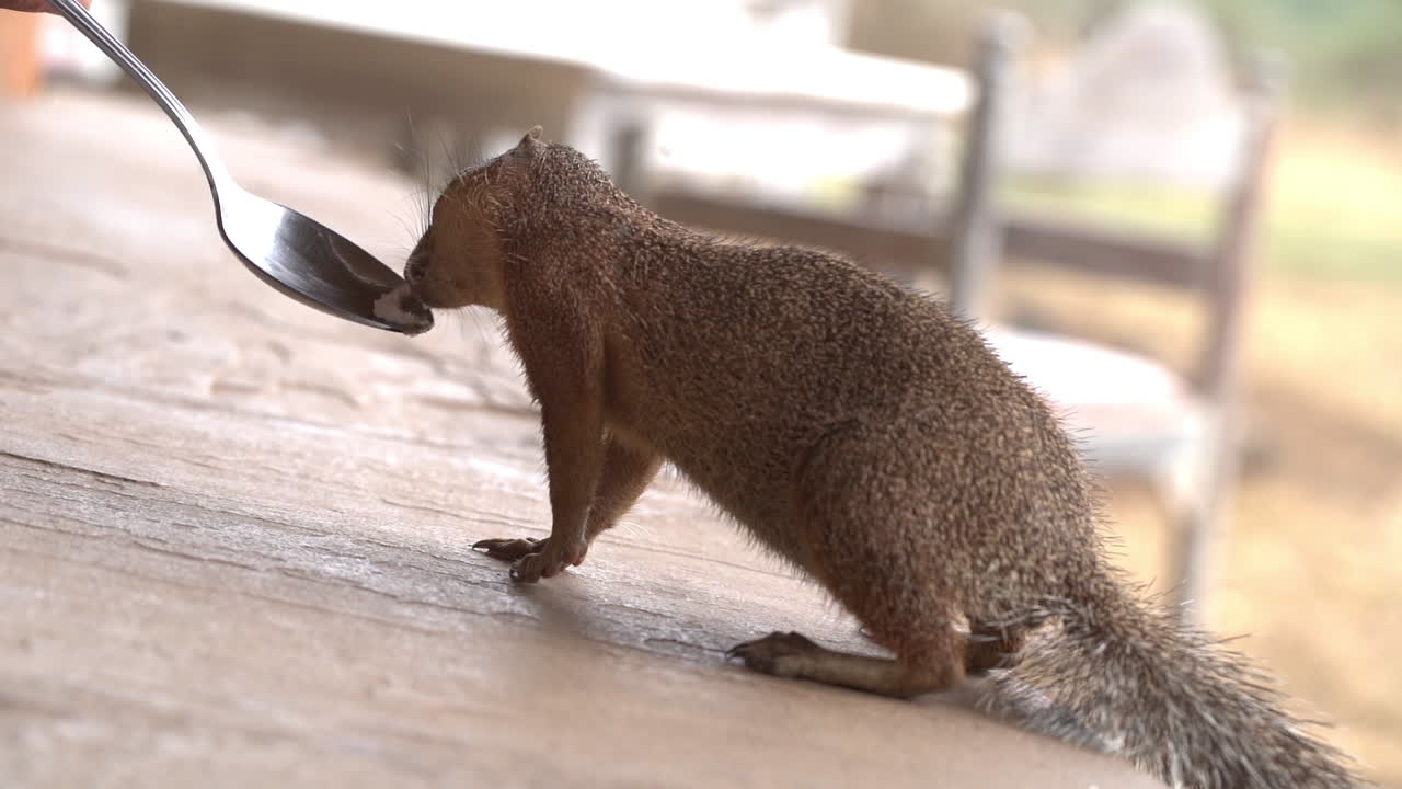 African ground squirrel, unstriped, bushy tail, licking - sipping from small spoon. Tsavo West National Park, Severin Safari Camp. Close up, slow motion.