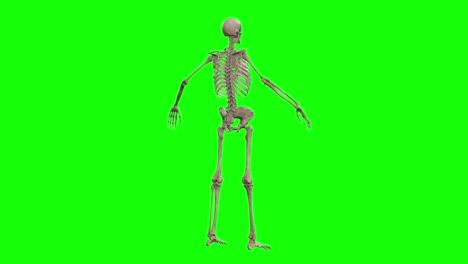 Ein-Skelett-3D-Charakter-In-Einer-360-Grad-Pose,-Das-Auf-Einem-Greenscreen-Rotiert,-Nahtlose-3D-Animation