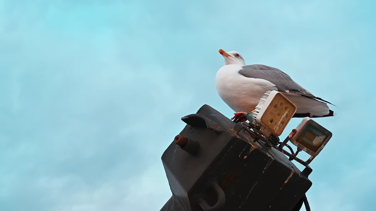 Close view of a seating seagull, cloudy sky on the background in Greece