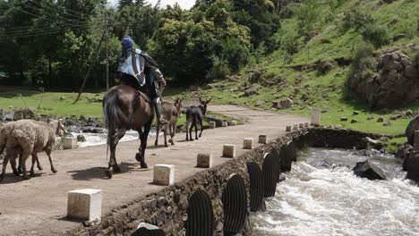 donkeys and sheep are driven across small river bridge in lesotho