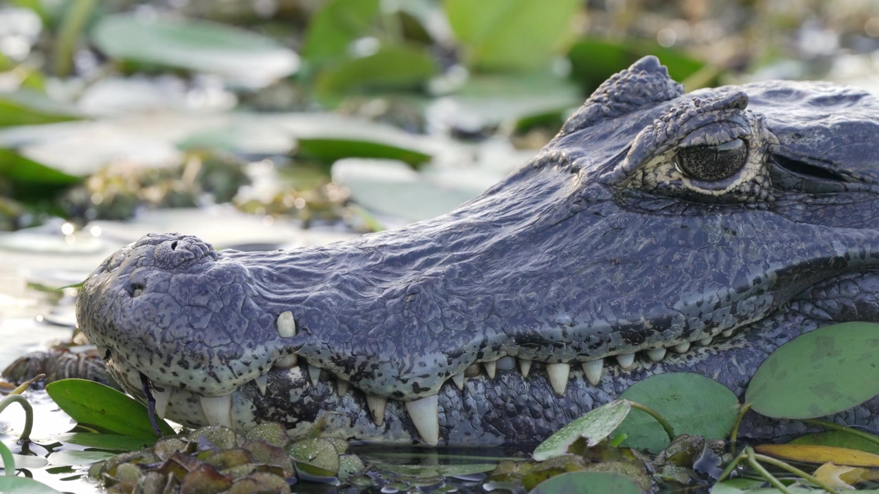 Un caimano yacare riposa quasi sommerso tra piante acquatiche galleggianti, rivelando pelle e denti dalla texture in acque calme di una zona umida.