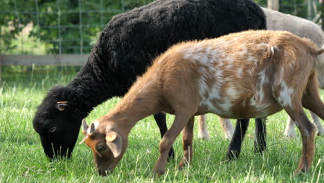 Close-up-of-domestic-goats-and-sheep-feeding-in-grassland