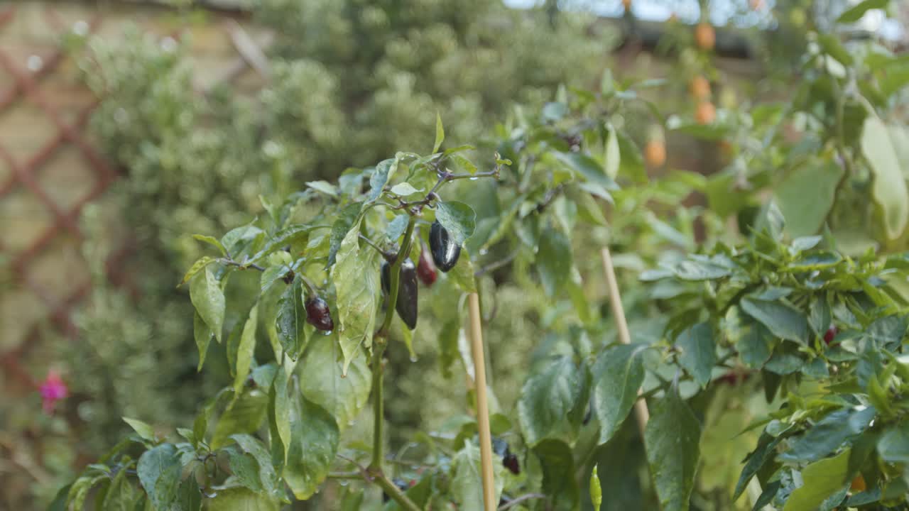 regar un chile en el jardín de cerca