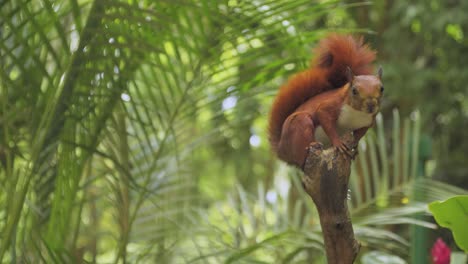 Cute-red-squirrel-on-a-branch-watching-the-camera,-animals-and-nature