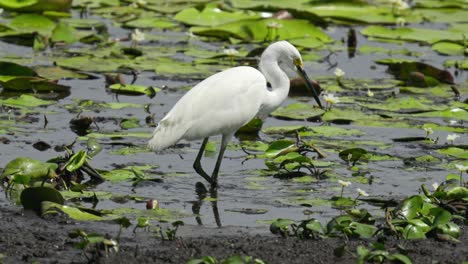 white heron uses foot stirring technique to catch fish in a lily clad pond