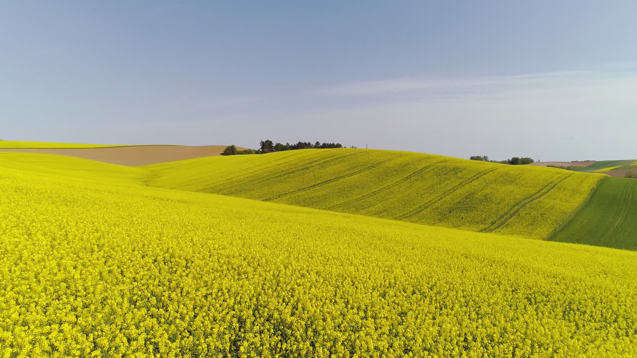 vista panorámica del campo de canola contra el cielo 7