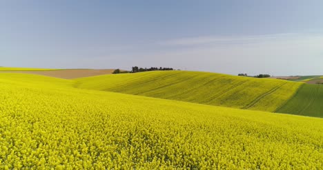 Vista-Panorámica-Del-Campo-De-Canola-Contra-El-Cielo-7