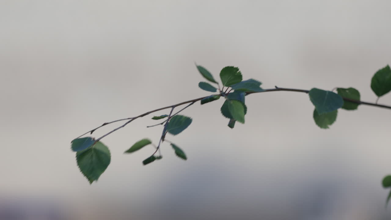 beautiful green branch growing from a tree