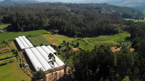 Vineyard-in-Portugal