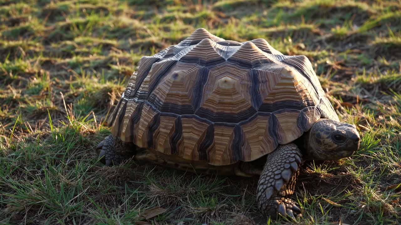 A low-angle video shot of a tortoise walking on a grassy field, surrounded by lush green trees