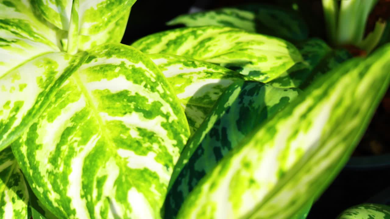 자연 환경에서 활기찬 aglaonema 잎