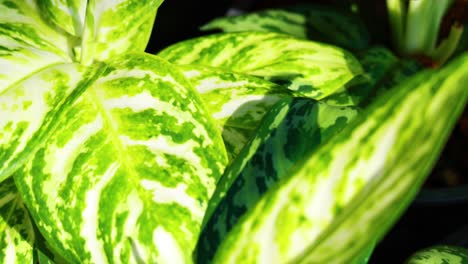 vibrant aglaonema leaves in natural setting