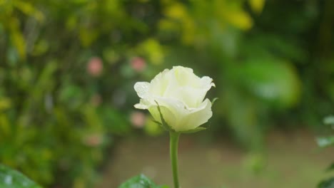 Umlaufbahn-Einer-Weißen-Rose-Am-Morgen,-Zeitlupe