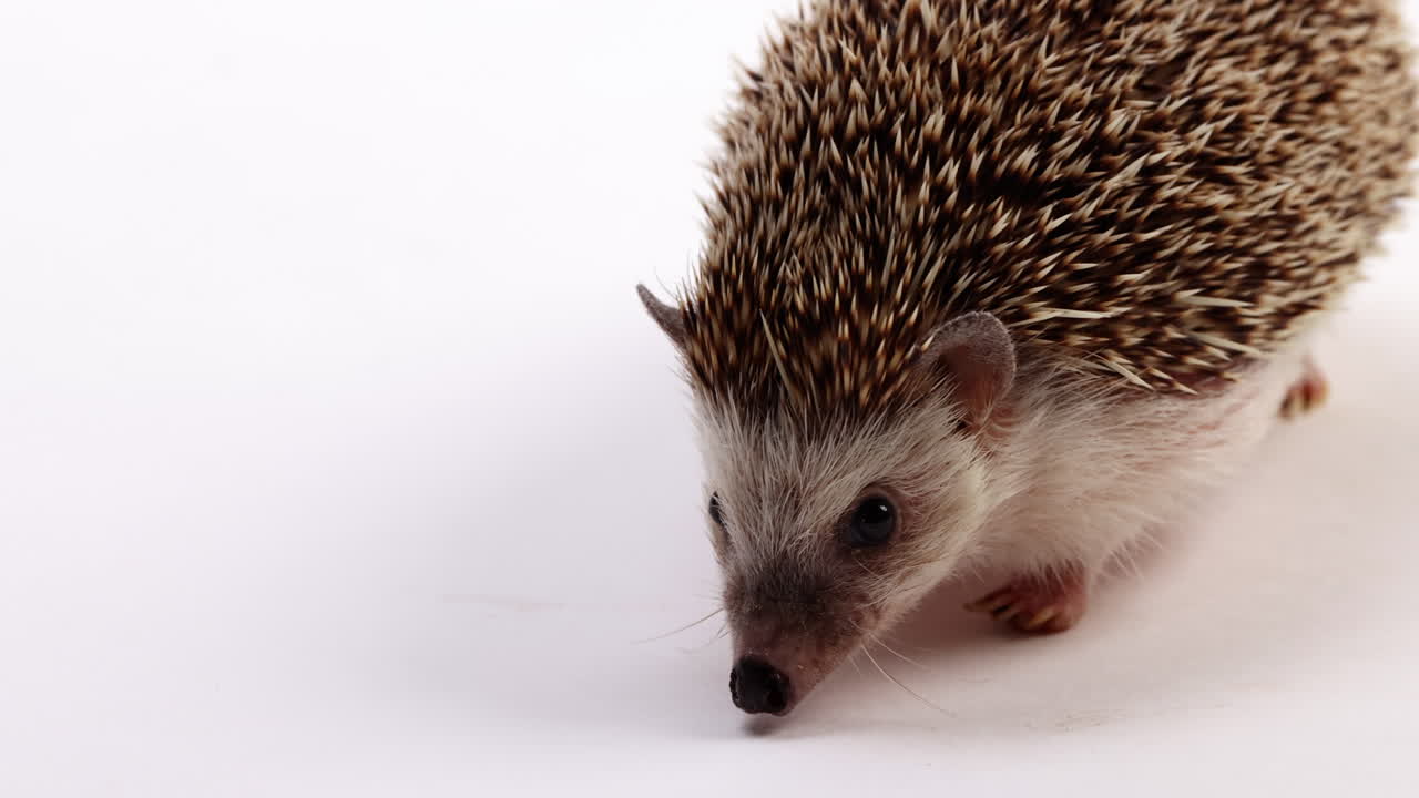 Hedgehog walks towards camera - isolated on white background - extreme close up on face